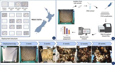 Eco-Plastics in the Sea: Succession of Micro- and Macro-Fouling on a Biodegradable Polymer Augmented With Oyster Shell